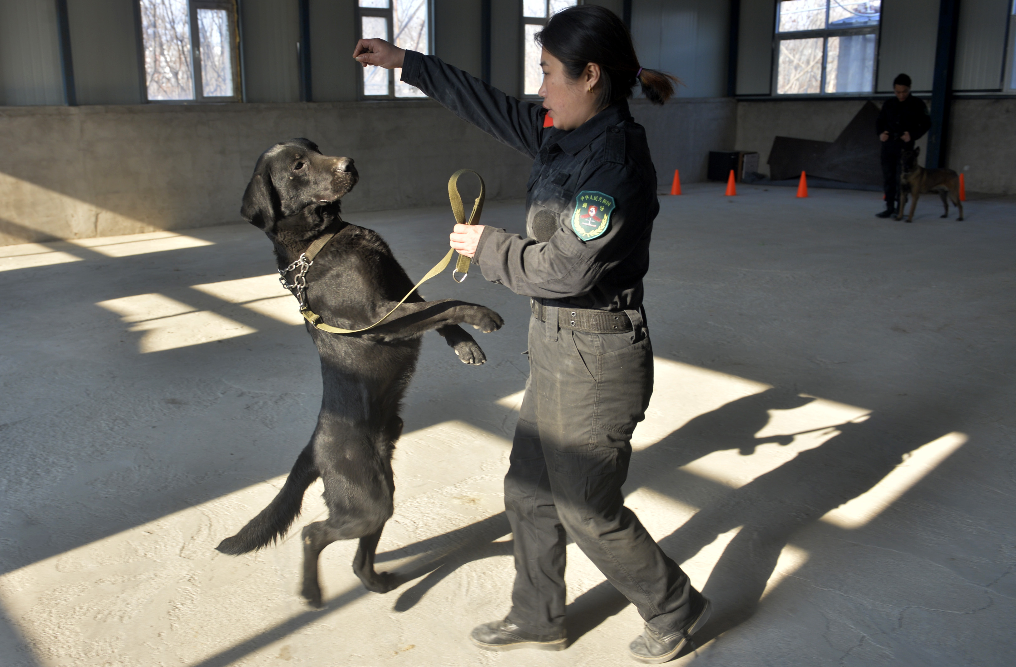 最新科目犬全方位解读与选择指南，训练犬只出售