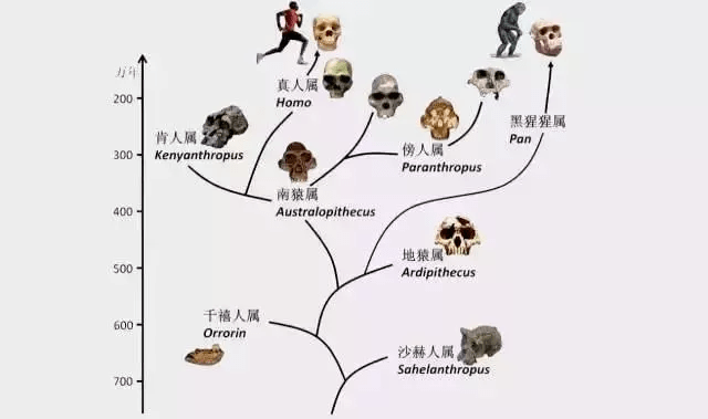 澳门今晚必开一肖一特,动态调整策略执行_标准版88.773