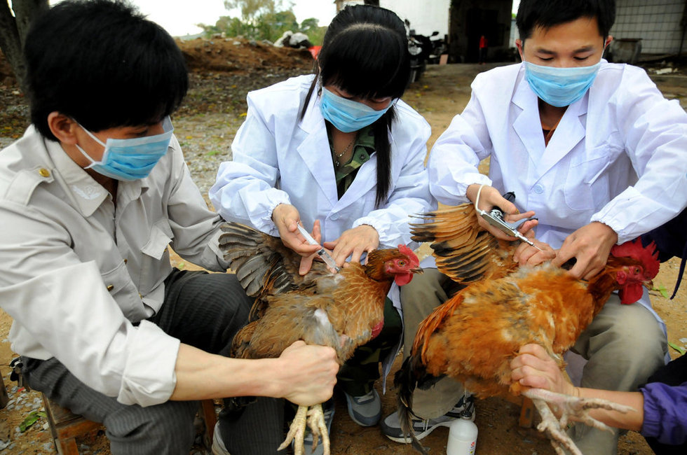 遂宁市H7N9禽流感最新动态报道