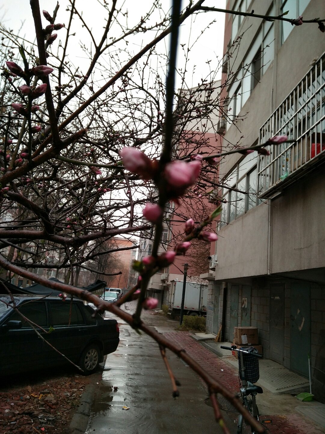 桃北街道天气预报最新详解