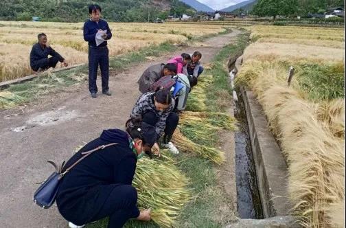 柏木村委会新项目，重塑乡村未来，引领地方发展潮流