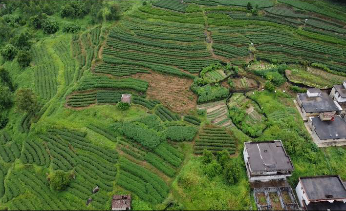 仙家村委会典范项目，引领乡村发展新篇章