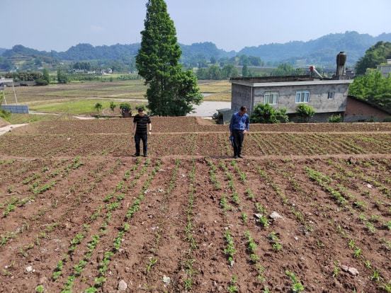 九里区农业农村局新项目推动农业现代化，乡村振兴再添动力